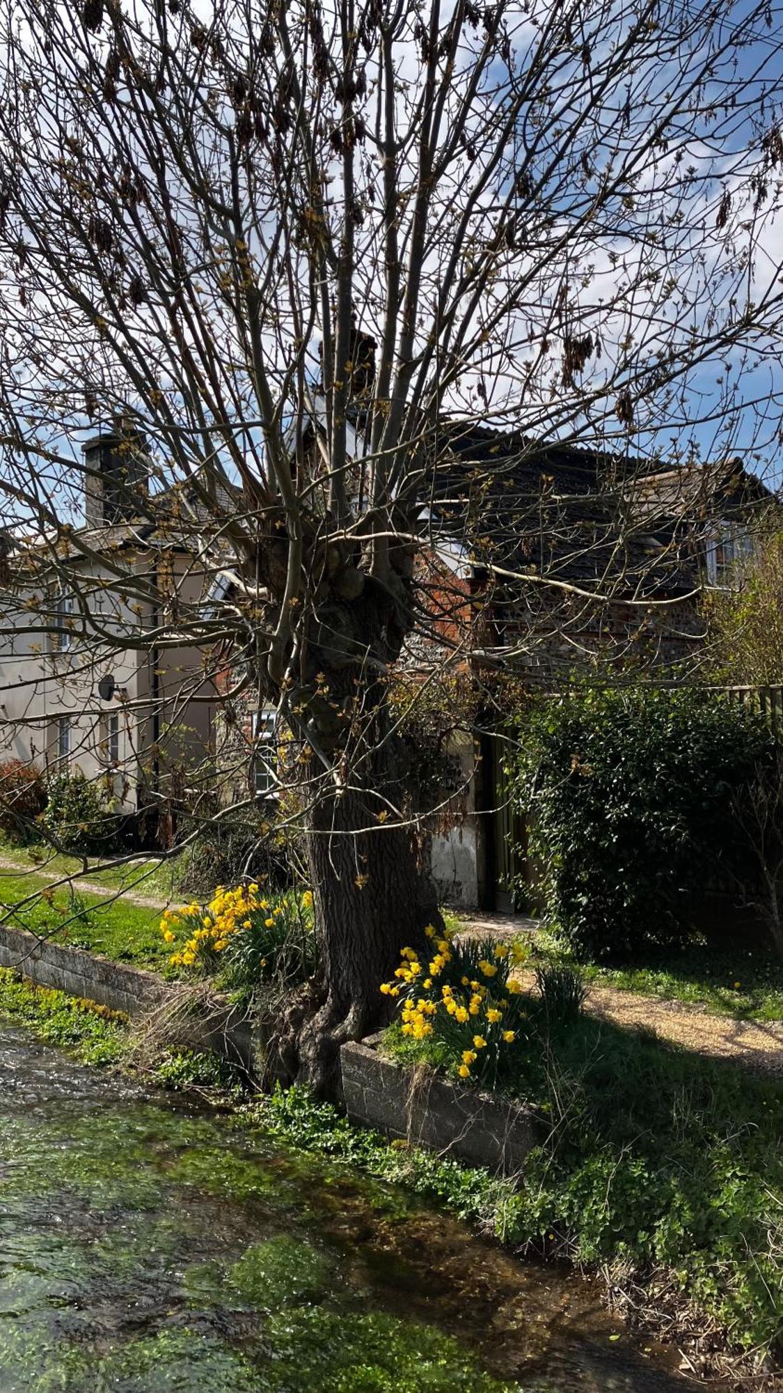 Historic, Traditional & Spacious Wiltshire Cottage Shrewton Exterior foto